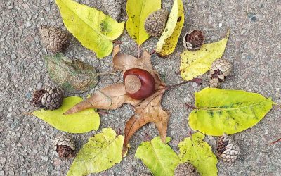 Découvrir les trésors de l&rsquo;automne : une aventure au coeur de la nature avec les GS